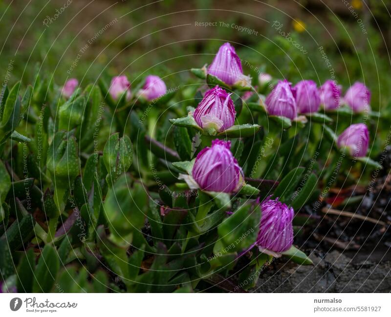 Küstenschönheit Blume Strand Dühne Meer Sardinien Lila Rosa Knospe Blüte Grün Tau Natur Farbig Mittelmeer