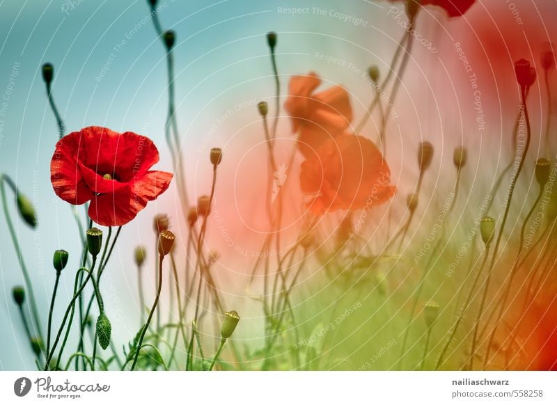 Mohnblumen auf Sommerwiese Sonne Garten Blume Gras Wiese Feld Blühend blau grün rot friedlich Idylle Klatschmohn Wiesenblume gartenblume blühen sommerlich