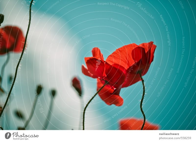 Mohnblumen auf Sommerwiese Sonne Garten Umwelt Natur Pflanze Frühling Blume Blüte Wiese Feld Blühend Fröhlichkeit natürlich blau grün rot Frühlingsgefühle