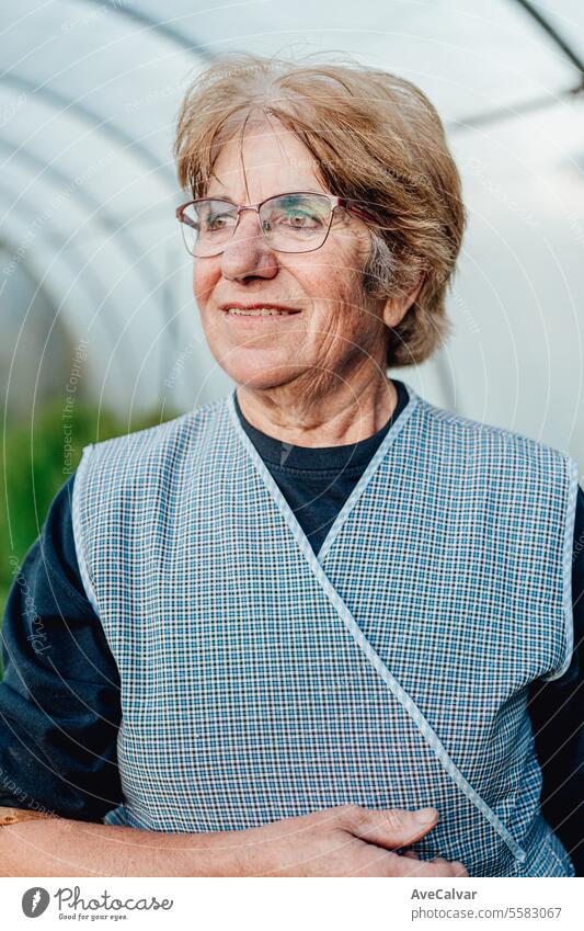 Sehr alte Frau arbeitet in ihrem Gewächshaus und baut Tomaten an. Hobbys für ältere Menschen Konzept. Ernten Landwirtschaft knittern Rentnerin