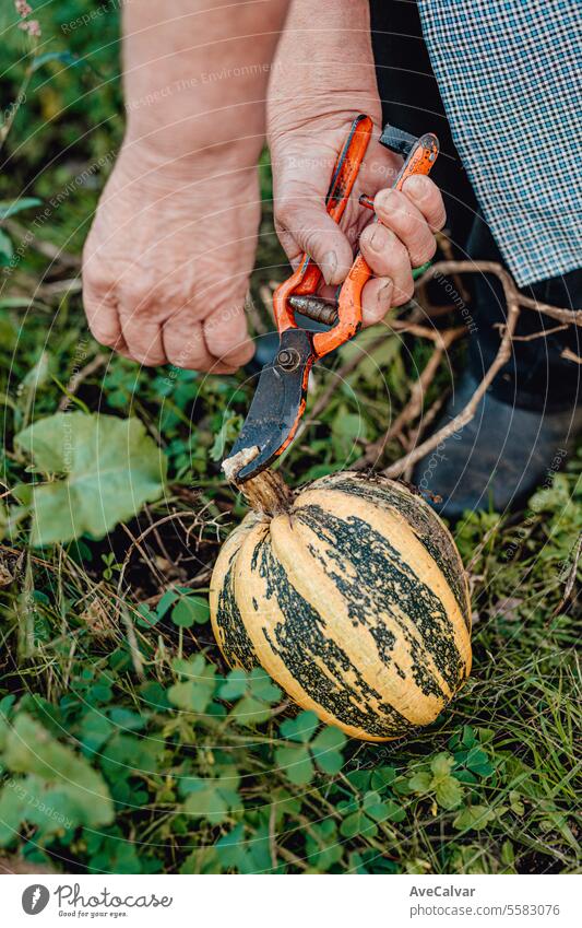 Glückliche ältere Frau mit selbst angebautem Gemüse, lächelnd während der Arbeit beim Gemüsesammeln. Senior Ernten Gewächshaus Landwirtschaft Erntedankfest