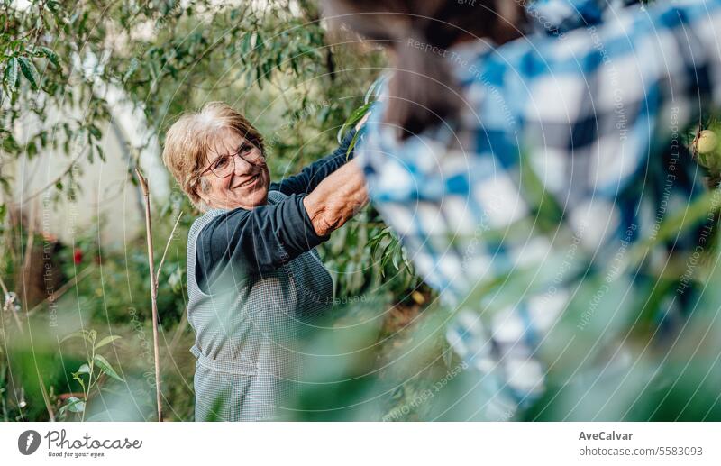 Ältere Menschen bei der Ernte von Gemüse im Gewächshaus. Arbeiter auf dem Land. Ruhestandsalter Frau Ernten Landwirtschaft Zwei Personen Rentnerin