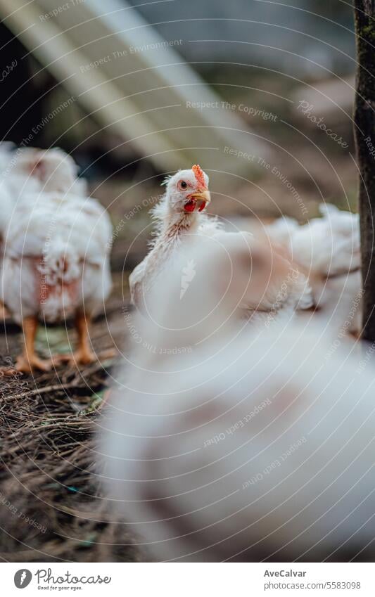 Hühnerfarm im Freien, Hühnerfütterung, ländliche Konzeptarbeit Senior Frau Ernten Gewächshaus Viehbestand frei Auge Landwirtschaft Wiese Federn Küken Hahn