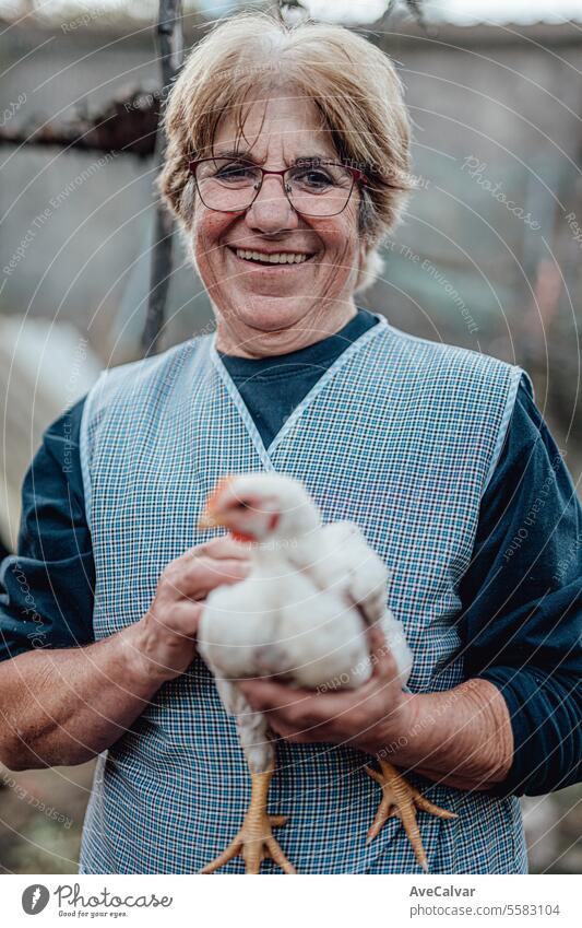 Ältere Frau arbeitet auf einem Bauernhof und füttert Hühner. Ländliche Arbeit, Älterer Bauer Person lächelnd in die Kamera Ernten Gewächshaus Landwirtschaft