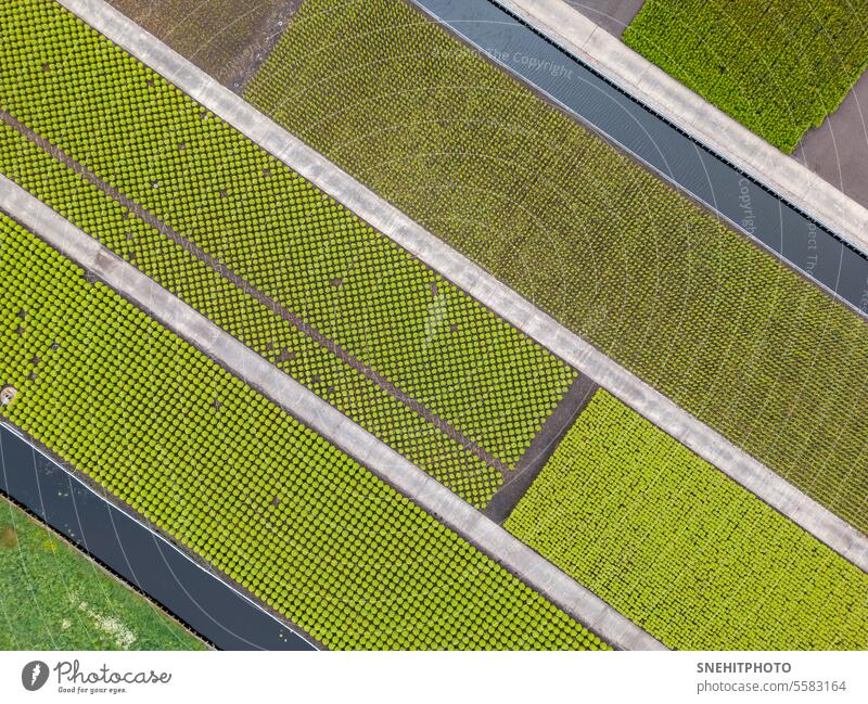 Luftaufnahme der Anpflanzungen, Wege und Kanäle. Antenne landwirtschaftlich Ackerbau Hintergrund Botanik Bodenbearbeitung Dekoration & Verzierung Dröhnen