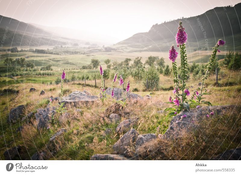 Vorsicht, giftig harmonisch Sinnesorgane Ausflug Pflanze Baum Blume Gras Fingerhut Park Wiese alt ästhetisch Duft dünn exotisch fantastisch wild rosa Stimmung