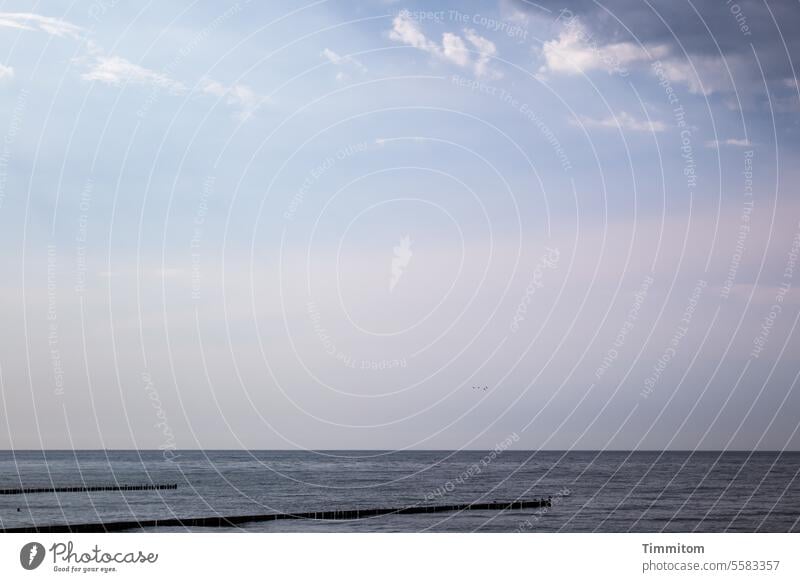 Ein zarter Hauch Ostsee wasser Meer Wellen Buhnen Himmel blau Wolken rosa Horizont ruhig sanft Menschenleer Farbfoto Ferien & Urlaub & Reisen