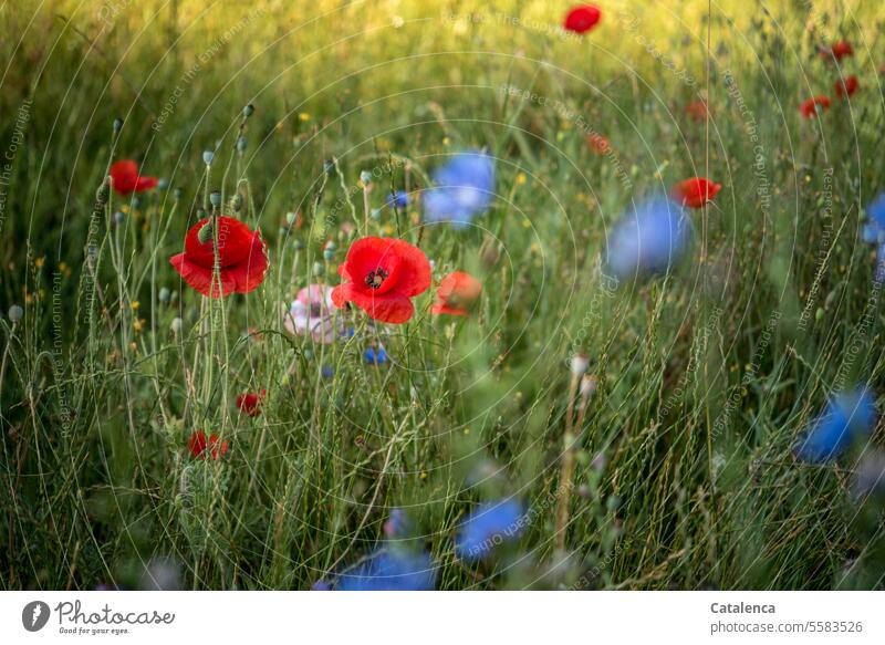 Montag, Mohntag Wiesenblumen wachsen duften Tageslicht Gras verblühen Flora Pflanze Blume Garten Blüte Natur Blütenblätter Klatschmohn Kornblumen Leinen Grün