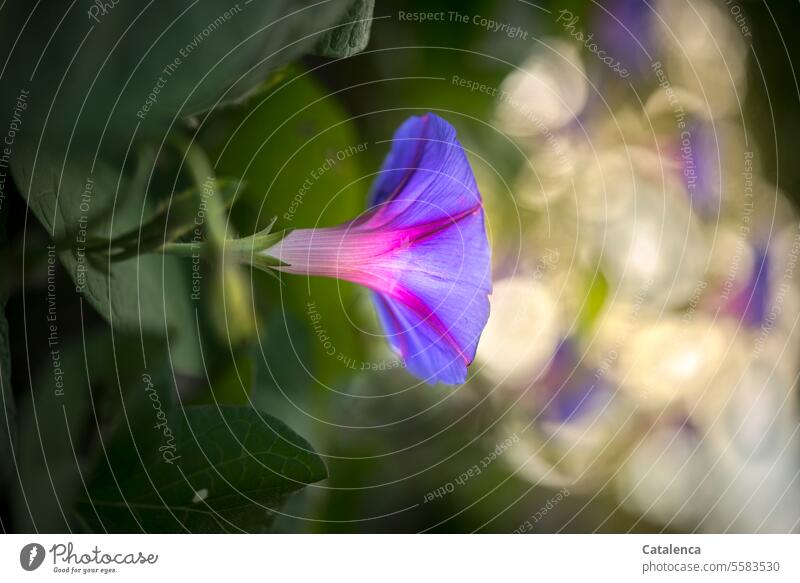 Blaue Prunkwinde Blätter wachsen Garten Tageslicht Grün verblühen Windengewächse Blüte Kletterpflanze Pflanze Flora Natur