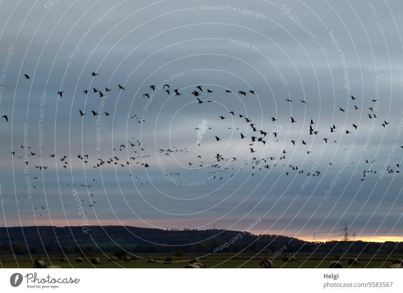 Herbstzeit | viele Wildgänse am Himmel bei Sonnenaufgang Vögel Gänse Vogelflug Vogelzug Morgen morgens Moorlandschaft früh fliegen Freiheit Vogelschwarm Natur