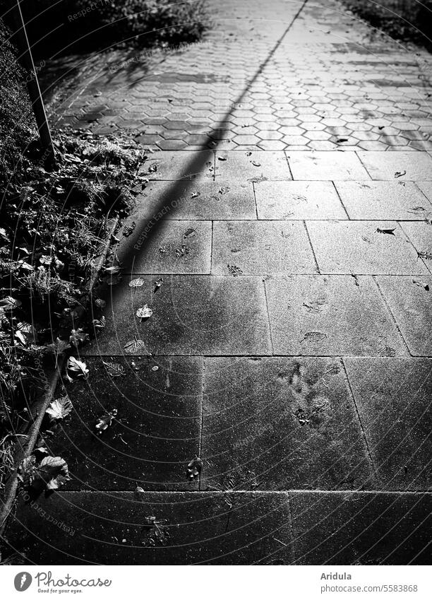 Reflektierende Gehwegplatten mit Schattenspiel s/w Herbst herbstlich Herbstlaub Herbststimmung Vergänglichkeit Herbstfarben Beton Blatt nass Sträucher Fußweg