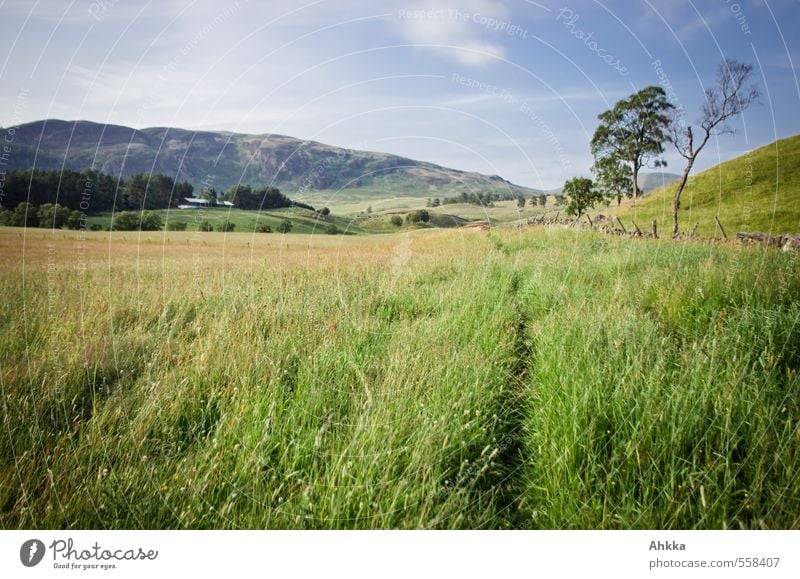 Trampelpfad harmonisch ruhig Meditation Spielen Ausflug Abenteuer Natur Landschaft Sommer Schönes Wetter Pflanze Baum Gras Wiese Hügel laufen grün Stimmung