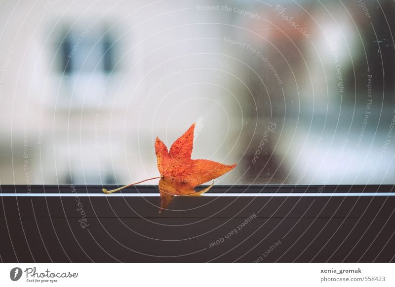 der Herbst ist da Häusliches Leben Pflanze Nebel Regen Blatt beobachten fallen fliegen warten Gefühle Stimmung Heimweh Einsamkeit ästhetisch Erholung