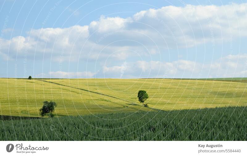 Getreidefelder in Grün Landwirtschaft Natur Naturerlebnis Kornfeld Feld Ackerbau Sommer Nutzpflanze Ernährung Ähren Pflanze Lebensmittel Außenaufnahme