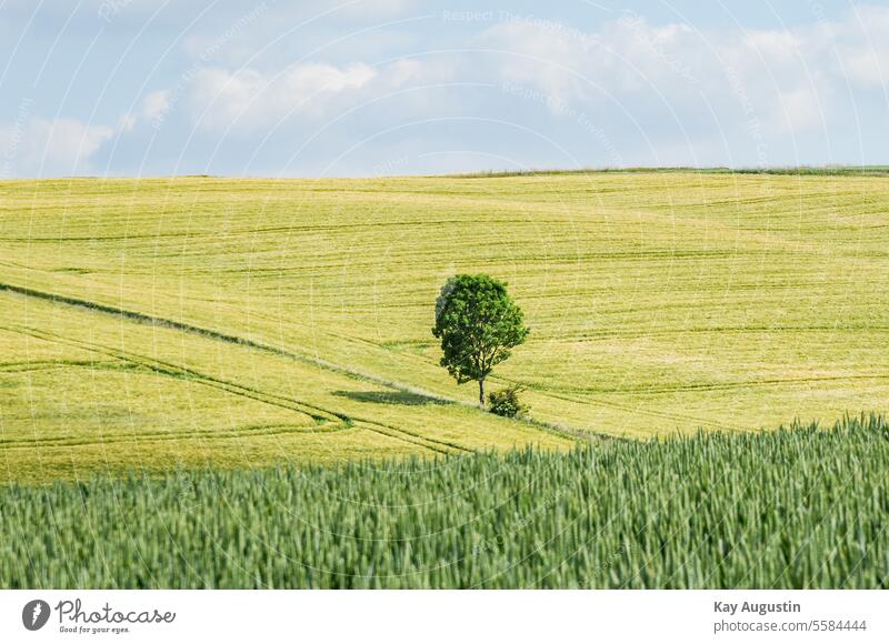 Laubbaum im Getreidefeld Natur Kornfeld Landwirtschaft Nutzpflanze Ähren Sommer Farbfoto Lebensmittel Außenaufnahme Pflanze Wachstum Weizen ökologisch Ackerbau