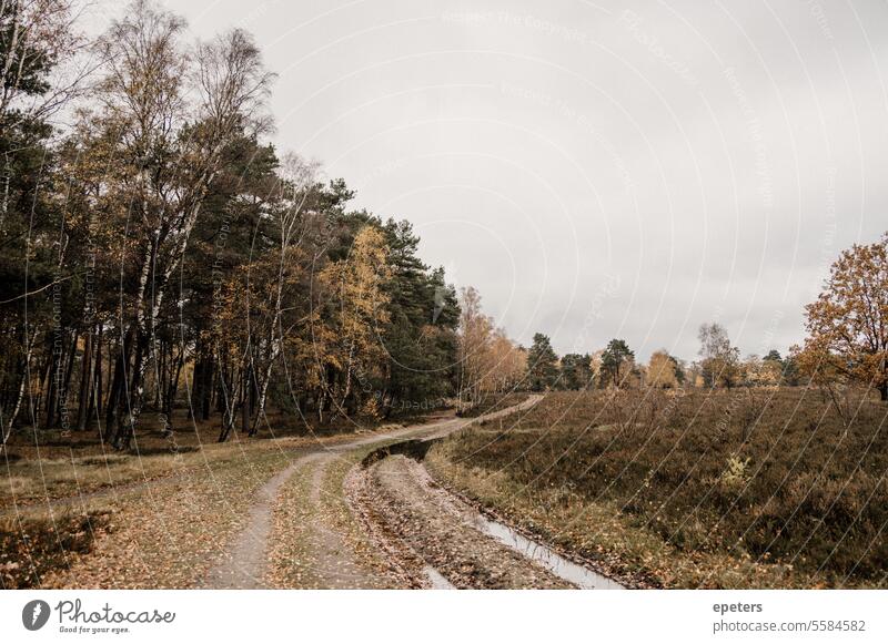 Ein Weg, Birken und Nadelbäume im Herbst in einem Moor Betula herbstlich Herbstlaub Herbstblätter zart Herbstfärbung Natur Blatt gelb Baum Herbstbeginn