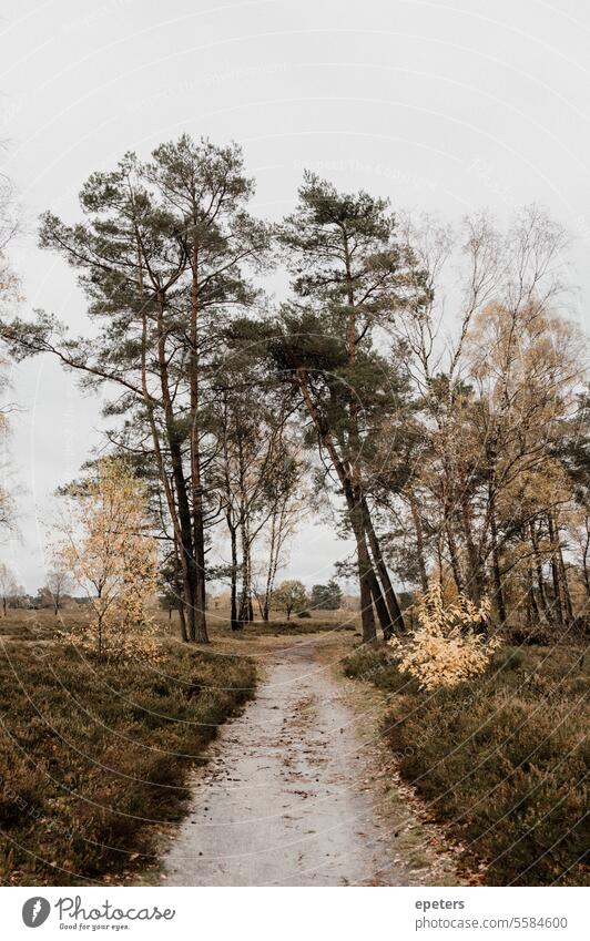 Ein Weg, Birken und Nadelbäume im Herbst in einem Moor Betula herbstlich Herbstlaub Herbstblätter zart Herbstfärbung Natur Blatt gelb Baum Herbstbeginn