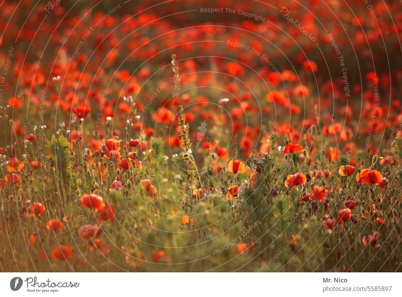 Schönen Mohntag :) mohntag leuchten sommerlich Natur klatschmohnfeld frühlingswiese roter mohn Duft Wiesenblume intensiv Mohnblüte Feld Umwelt Mohnfeld Blüte