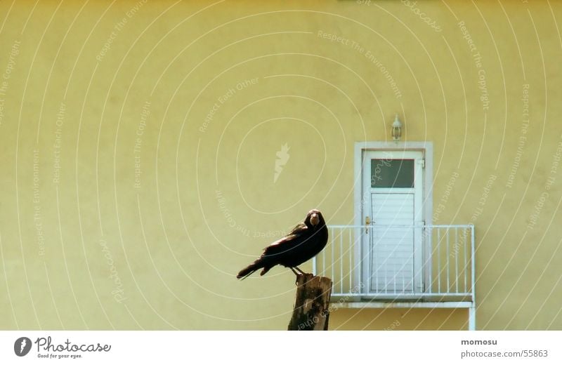 Türsteher Krähe Rabenvögel Wachsamkeit Haus Balkon Mauer gelb Vogel Pfosten