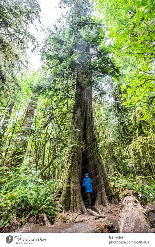 baumgeschichten Größenvergleich Sohn Kindheit junge besonders beeindruckend Klimaschutz Klimawandel Umweltschutz Mammutbäume grün Mammutbaum Vancouver Island