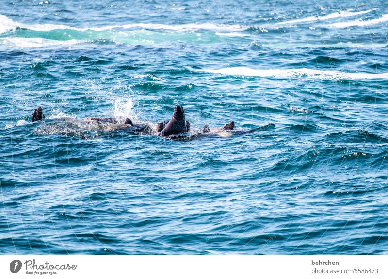 tiergeschichten wild Meer beeindruckend besonders Natur British Columbia Nordamerika Kanada Freiheit Abenteuer Farbfoto Vancouver Island Fernweh