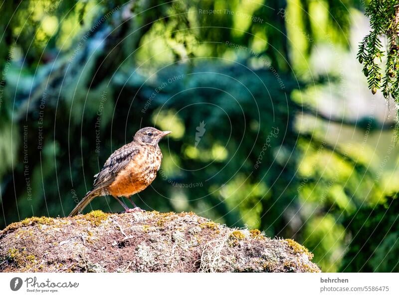 der frühe vogel Federn zerzaust Gefieder Vogel Nordamerika Kanada gefiedert Natur Vancouver Island British Columbia Menschenleer Außenaufnahme besonders