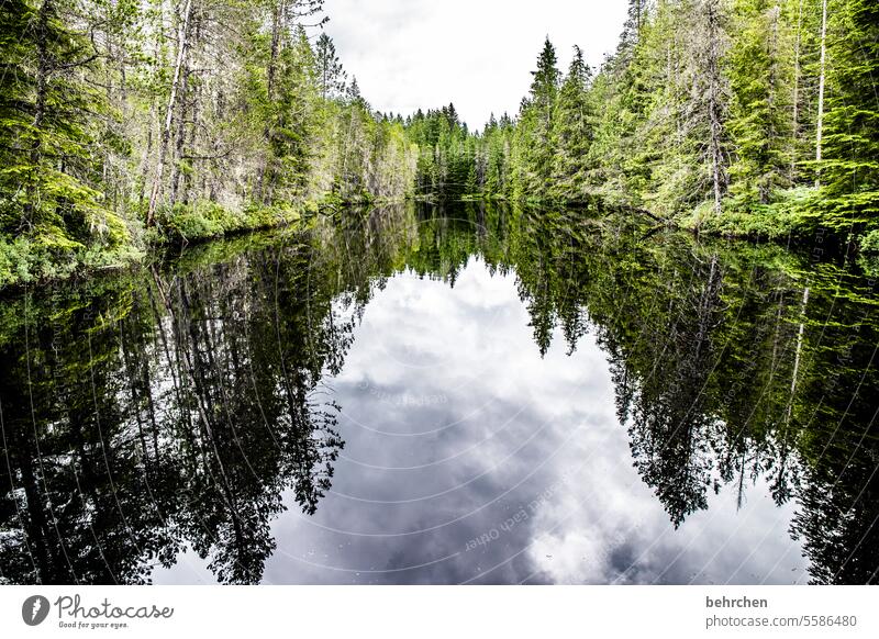 still ruht der see Nordamerika Wasser Pflanze Natur See Kanada Wald Ferne Landschaft Fernweh British Columbia Abenteuer Spiegelung Bäume