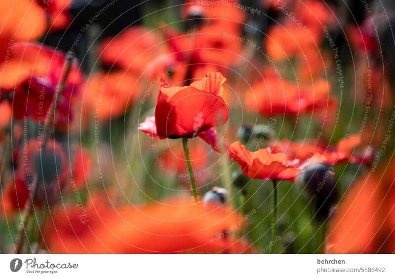 wärmendes |mohn im november schön Außenaufnahme Blühend prächtig Blatt Mohn Mohnblüte leuchtend Unschärfe Schönes Wetter Garten Sommer rot Farbfoto Mohnblume