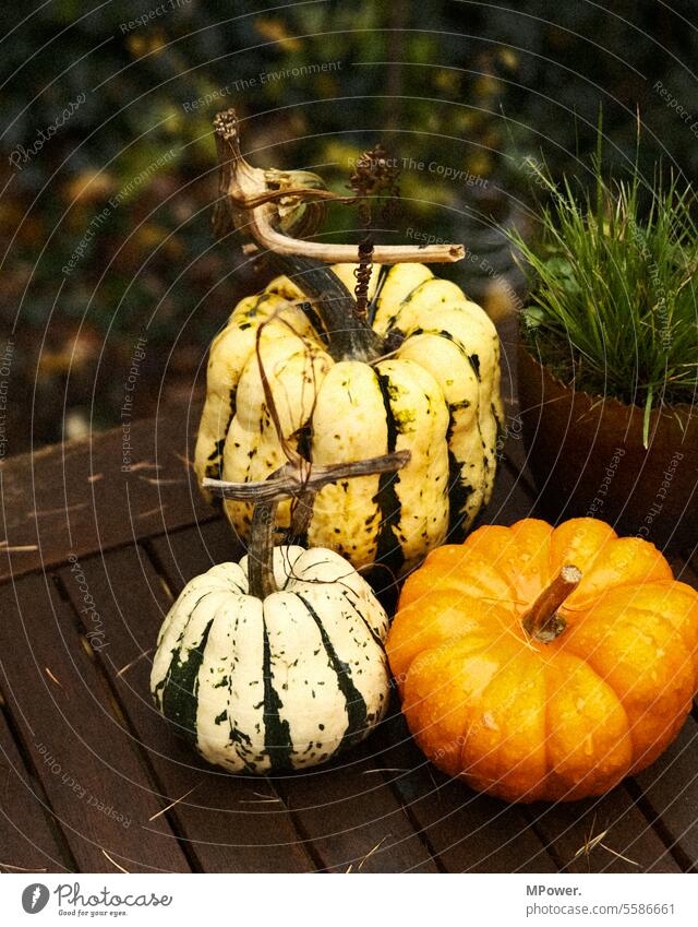 drei mal kürbis Kürbis Herbst orange Halloween Gemüse grün Lebensmittel Ernte Erntedankfest Natur frisch Hintergrund reif Dekoration & Verzierung saisonbedingt