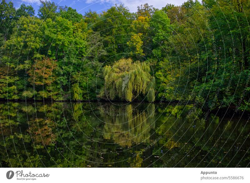 Herbstliche gefärbte Laubbäume und eine Trauerweide am Ufer des Jacobiweihers in Frankfurt am Main Wasser Wasserspiegelung Salix babylonica Weiher Hessen