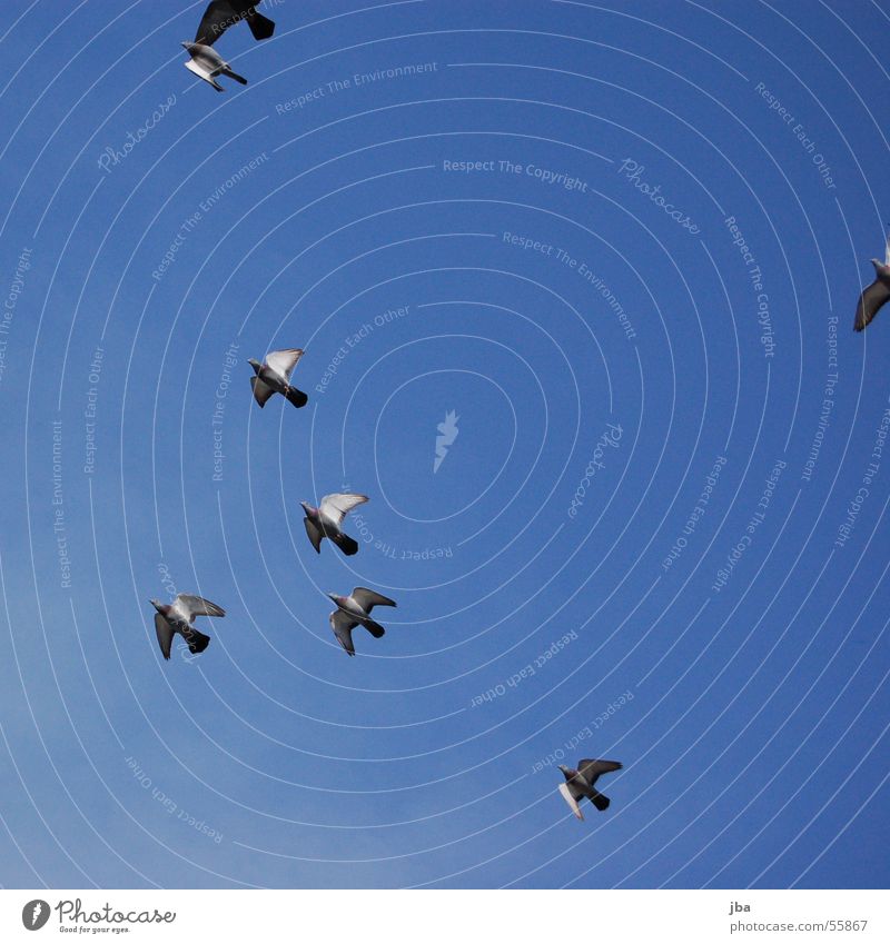 FREIHEIT! Taube Vogel frei Wolken Luftverkehr fliegen Freiheit Himmel mehrere