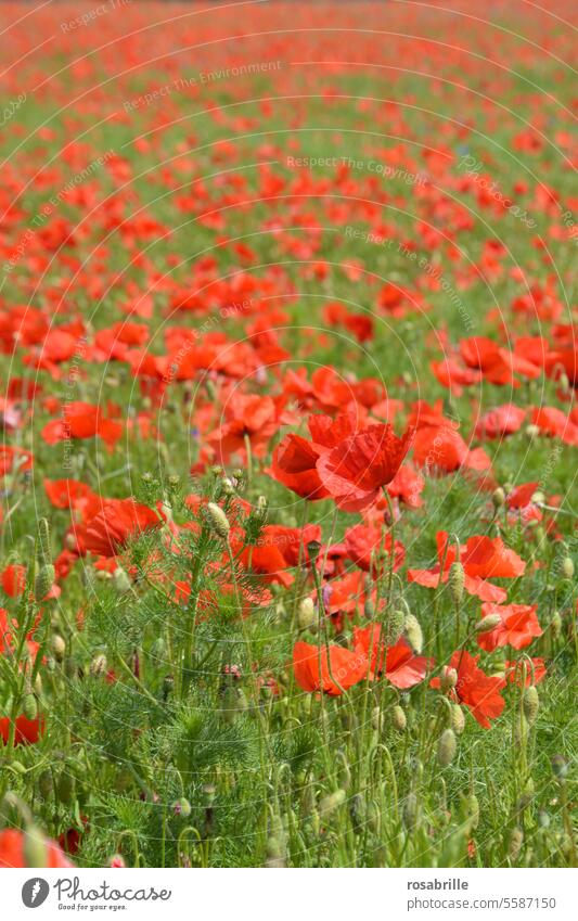 Mohnblumenwiese Wiese Natur vergänglich schön Schönheit natürlich rot blühen Blumenteppich Sommer Wildpflanze Umwelt Mohnblüte Pflanze Blüte Landschaft Feld