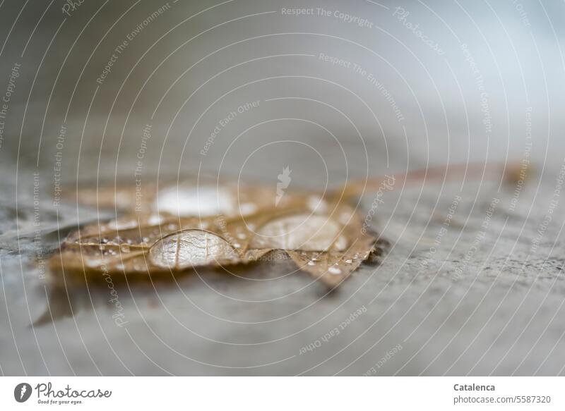 Novemberstimmung Herbstfärbung Vergänglichkeit Ahornblatt Tageslicht Tropfen Regen Grau Gelb welk Baum Blatt Pflanze Wandel & Veränderung Jahreszeit Natur Flora