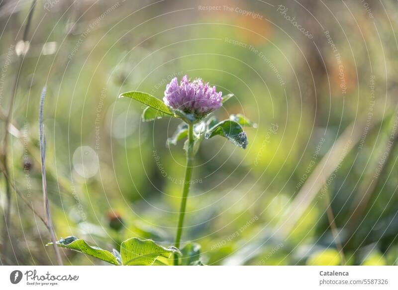 Blüte des Wiesenklees Natur Flora Pflanze verblühen Garten Hülsenfrüchtler Leguminosae Schmetterlingsblütler Klee Trifolium Trifolium pratense Wachsen duften