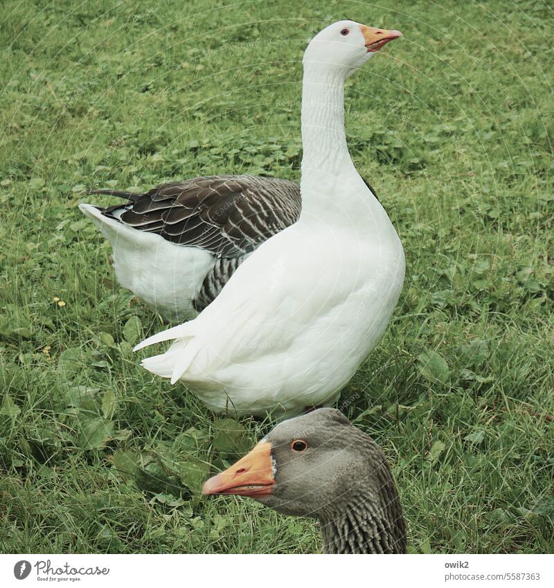 Kopfstand Gänse Vögel Federvieh Augenkontakt Blick Aufregung Tier Natur Bauernhof Außenaufnahme Gans Schnabel Nutztier Tierporträt weiß Tierhaltung Farbfoto