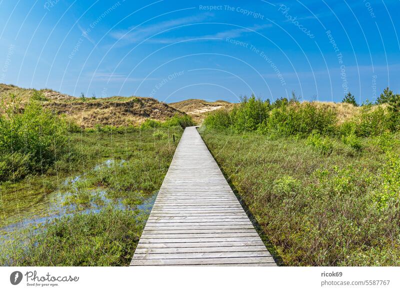 Landschaft in den Dünen bei Norddorf auf der Insel Amrum Schleswig-Holstein Küste Weg Holzweg Bohlenweg Dünengras Nordfriesische Insel Nordsee Nordseeküste