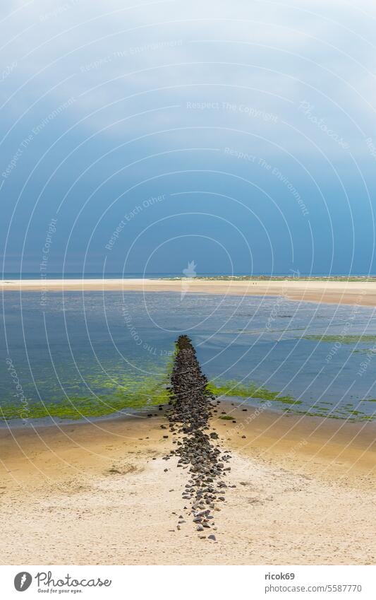 Strand mit Buhne in Wittdün auf der Insel Amrum Schleswig-Holstein Kniepsand Südspitze Steine Algen Küste Reise Urlaub Nordfriesische Insel Nordsee Nordseeküste