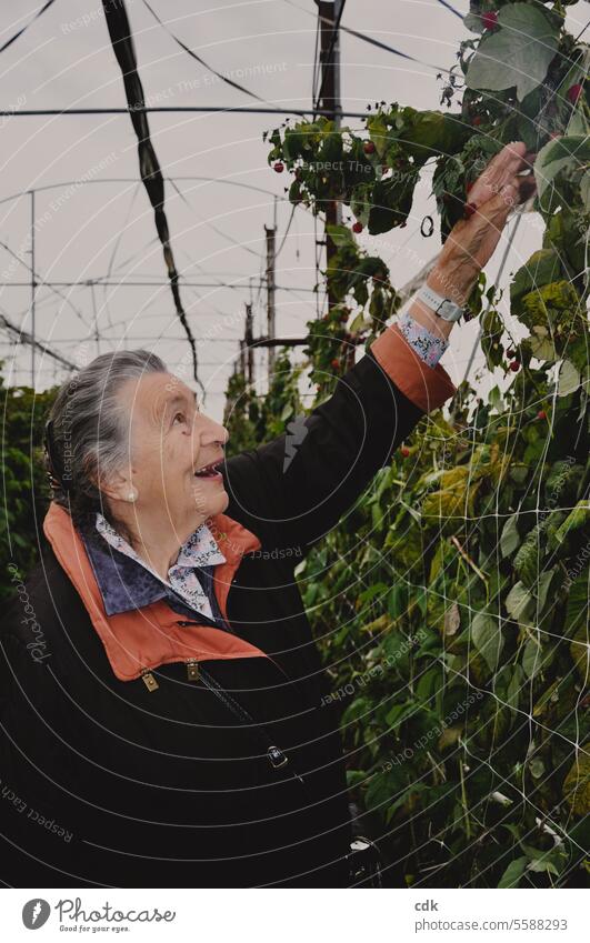 Nach den süßen Himbeeren greifen: gutgelaunte Seniorin erntet Himbeeren auf einer Himbeer-Plantage eines Erlebnis-Bauernhofs. ältere Dame Mensch Frau Erwachsene