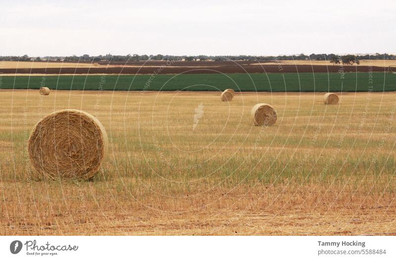 Heuballen auf einer Pferdekoppel in der Nachmittagssonne Sattelkammer Stroh Feld Frühling Ernte Landschaft - Natur Farbfoto Landwirtschaftsbereich Menschenleer