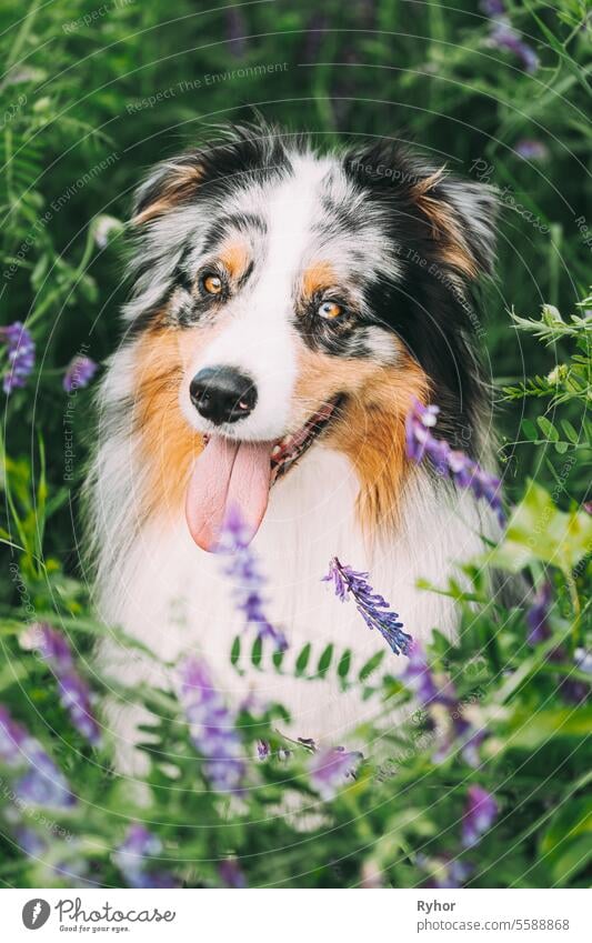 Funny Red And White Australian Shepherd Dog Sitting In Green Grass With Purple Blooming Flowers. Aussie ist eine mittelgroße Hunderasse, die im 19. Jahrhundert auf Ranches im Westen der Vereinigten Staaten entwickelt wurde. Close Up Porträt von Aussie Hund