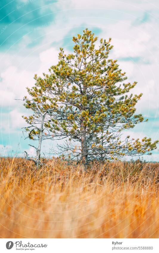 Nadelbäume im Moor. Feuchtgebiet. Blick auf natürlichen Sumpf. Naturreservat im Herbst an einem sonnigen Tag. Heller dramatischer Himmel über Feuchtgebiet Boden