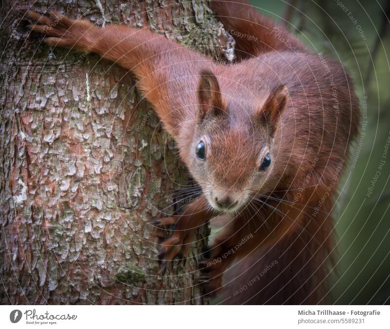 Eichhörnchen am Baumstamm Sciurus vulgaris Tiergesicht Kopf Auge Nase Ohr Maul Krallen Fell Pfote Schwanz Nagetiere Wildtier Natur Neugier beobachten neugierig