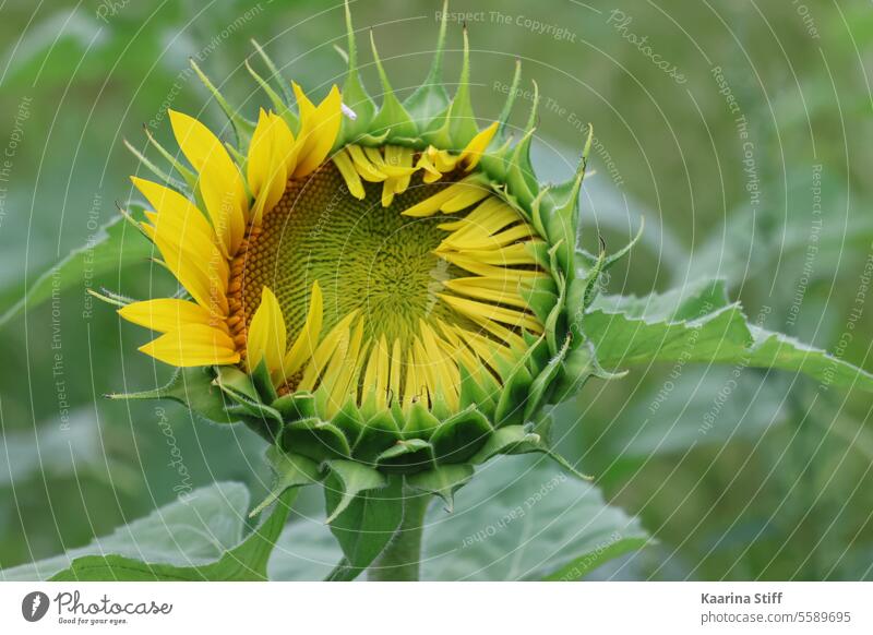 Sonnenblume im frühen Stadium der Blüte Blütenkopf blühende Blume Sommerblume Einzelblüte gelbe Blume grüner Hintergrund Blühend grün und gelb geblümt Natur