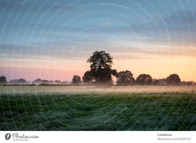 Früh am Morgen früh morgens Tageslicht Wiese Flora Dämmerung Stimmung Felder golden Horizont Himmel Graslandschaft Pflanze Umwelt Landschaft natürlich Morgenrot