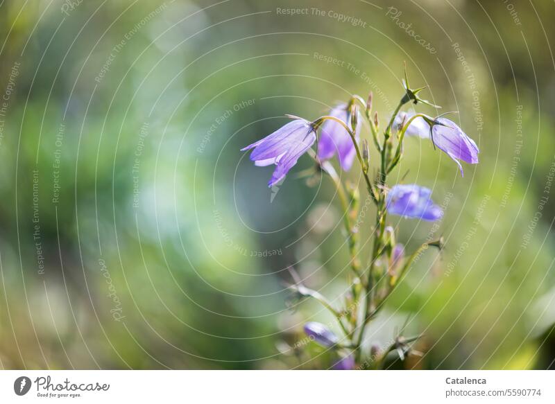 Wiesen-Glockenblume Natur Flora Pflanze Blüte blühen verblühen Grün Tag Tageslicht Garten wachsen Asteriden Glockenblumengewächse Campanulaceae Campanula patula