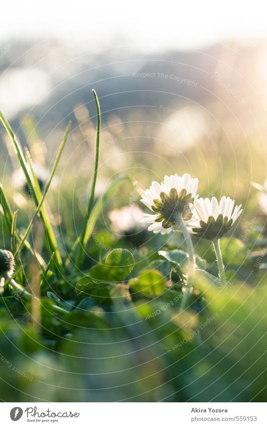 Growing up together Natur Pflanze Tier Sonnenlicht Frühling Schönes Wetter Blume Gras Park Wiese beobachten berühren Blühend glänzend Wachstum Zusammensein