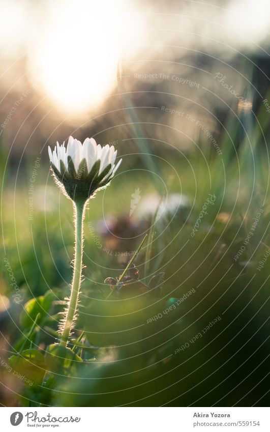 Blümchenlicht Natur Pflanze Himmel Sonne Sonnenaufgang Sonnenuntergang Frühling Schönes Wetter Blume Gras Gänseblümchen Park Wiese berühren Blühend glänzend