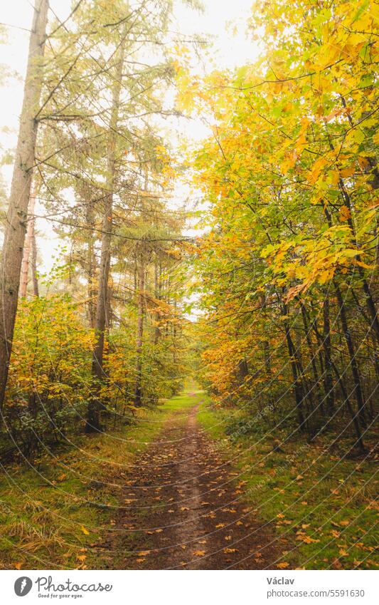 Bunter Herbstwald im Nationalpark Hoge Kempen, Ostbelgien, bei Sonnenuntergang. Ein Spaziergang durch die Wildnis in der Region Flandern im November