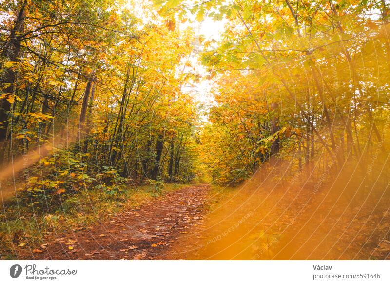 Bunter Herbstwald im Nationalpark Hoge Kempen, Ostbelgien, bei Sonnenuntergang. Ein Spaziergang durch die Wildnis in der Region Flandern im November