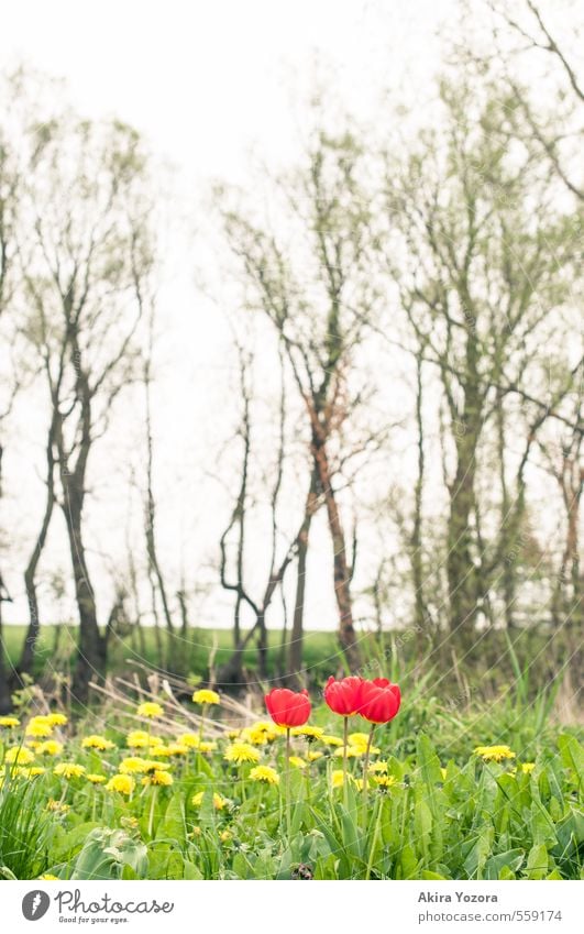 Farbtupfer im Grünen Natur Landschaft Sommer Pflanze Baum Blume Gras Wiese berühren Blühend Wachstum natürlich braun gelb grün rot Erholung Löwenzahn Tulpe